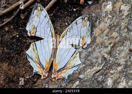 Le papillon érable commun (Cyrestis thyodamas) debout sur un sol rocheux granitique, Thaïlande Banque D'Images