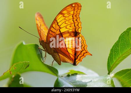 Le papillon Common Cruiser, Vindula erota, debout sur une feuille avec la lumière du soleil passant à travers les ailes, Thaïlande . Banque D'Images