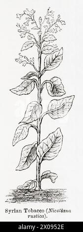 Années 1870, XIXe siècle gravure botanique / illustration de plante de tabac syrienne (Nicotiana rustica) - utilisé comme plante médicinale. Voir Remarques. Banque D'Images
