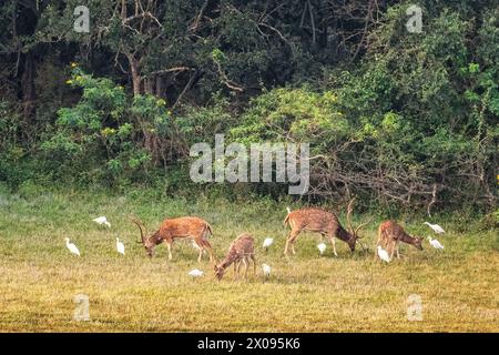 Cerfs Sika et grandes aigrettes dans le parc national de Yala, Sri Lanka. Banque D'Images