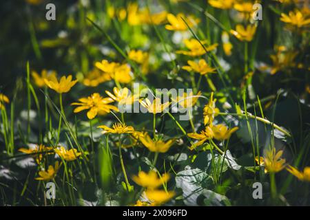 Fessier (Ranunculus ficaria ; Ficaria verna) Banque D'Images