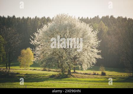 Arbre fleuri sur une prairie Banque D'Images