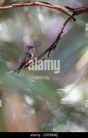 Un colibri est perché sur une branche. L'oiseau est petit et brun, avec une tête verte Banque D'Images