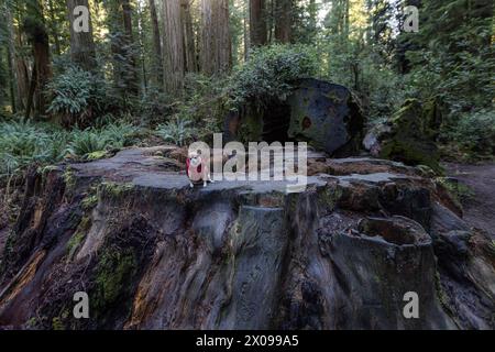 Petit chihuahua assis sur une très grande souche de séquoia en Californie. Banque D'Images