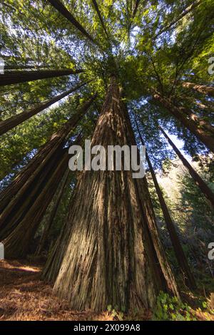 Vue à œil de poisson d'un séquoia géant dans la forêt californienne. Banque D'Images