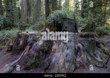Petit chihuahua assis sur une très grande souche de séquoia en Californie. Banque D'Images