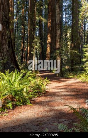 Un chemin à travers une forêt avec des arbres et des plantes. Le chemin est bordé de fougères et d'autres plantes. Le soleil brille à travers les arbres, créant un an chaud Banque D'Images