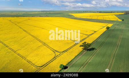 Champs de canola fleurissant par le haut. Banque D'Images