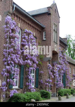 Jetzt ist Fruehling und Boot fahren am See - und die Glyzinie blueht wie jedes Jahr mit aller Kraft Blauregen oder Glyzinie - chauve ist die Fassade ein Bluetenmeer *** maintenant son printemps et la navigation de plaisance sur le lac et le wisteria fleurit comme chaque année avec toutes ses forces pluie bleue ou wisteria bientôt la façade sera un mer de fleurs Banque D'Images