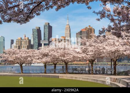 Printemps dans long Island City Hunter's point South Park. Cerisiers en fleurs, East River et gratte-ciel de Manhattan du Queens, New York Banque D'Images