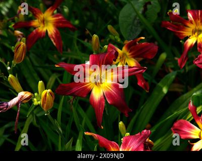 Gros plan sur les fleurs jaune rouge foncé de la plante de jardin vivace Hemerocallis Barbaresco. Banque D'Images