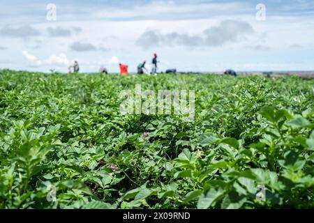 Nakuru, Kenya. 09th Apr, 2024. Des ouvriers ont désherbé une ferme de pommes de terre à Mau Narok, dans le comté de Nakuru. Les phénomènes météorologiques extrêmes affectent la culture de la pomme de terre. Crédit : SOPA images Limited/Alamy Live News Banque D'Images