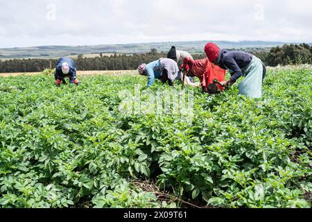 Nakuru, Kenya. 09th Apr, 2024. Des ouvriers ont désherbé une ferme de pommes de terre à Mau Narok, dans le comté de Nakuru. Les phénomènes météorologiques extrêmes affectent la culture de la pomme de terre. (Photo de James Wakibia/SOPA images/SIPA USA) crédit : SIPA USA/Alamy Live News Banque D'Images