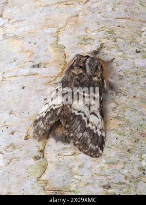 Un papillon marbrun lunaire marbré, Drymonia ruficornis, reposant sur une branche. Banque D'Images