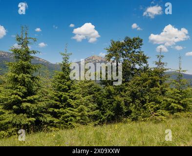 Été pittoresque Gorgany massiv montagnes vue de paysage de la colline Sevenei (près du col de Yablunytsia, Carpates, Ukraine.) Banque D'Images