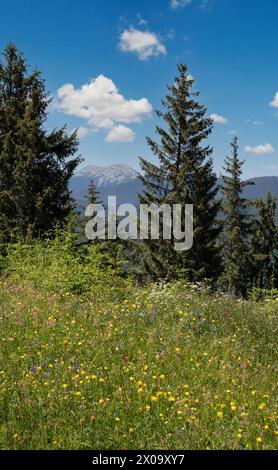 Été pittoresque Gorgany massiv montagnes vue de paysage de la colline Sevenei (près du col de Yablunytsia, Carpates, Ukraine.) Banque D'Images