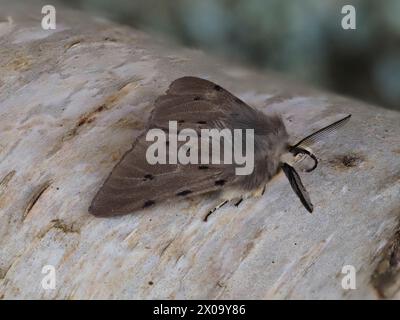 Un Moth mousseline, Diaphora mendica, reposant sur une branche de bouleau argenté. Banque D'Images