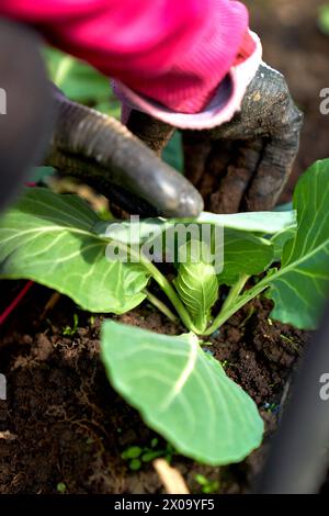 chou cultivant des mains plantant travaillant dans le jardin Banque D'Images