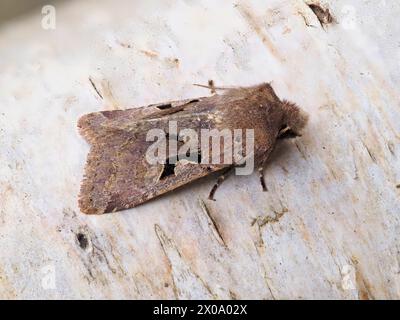 Un personnage hébreu, Orthosia gothica, reposant sur une branche de bouleau argenté. Banque D'Images