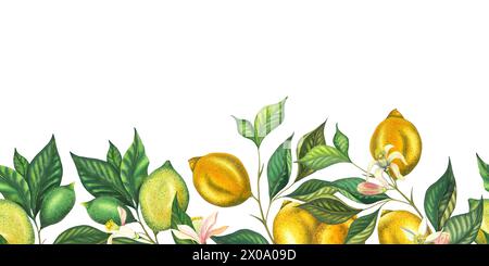 Aquarelle bordure sans couture avec des citrons verts en fleurs et branche de citron vert avec des feuilles, des fleurs roses, du citron vert et du citron vert. Fruits jaunes peints à la main et fleur Banque D'Images