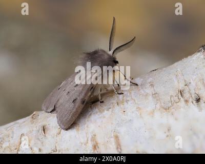 Un Moth mousseline, Diaphora mendica, reposant sur une branche de bouleau argenté. Banque D'Images