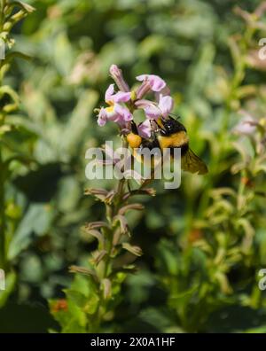 Bourdon recueillant le pollen d'une fleur sauvage. Macro gros plan. Banque D'Images
