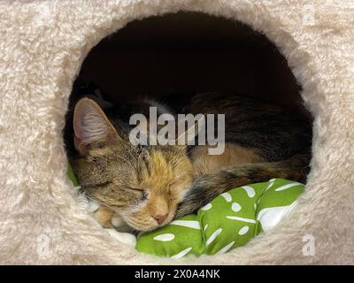 Chat dort dans sa maison, de près. Concept de repos pour animaux de compagnie, style de vie confortable, sieste diurne Banque D'Images