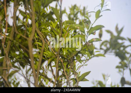 Le citron vert kaffir sur la tige a moulu vert Banque D'Images