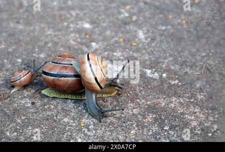 Famille d'escargots au sol, foyer sélectif. Concept de lenteur, résilience, symbole de paresse Banque D'Images