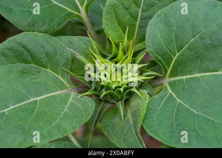 Gros plan de tournesols (Helianthus annuus) dont les bourgeons n'ont pas encore fleuri Banque D'Images
