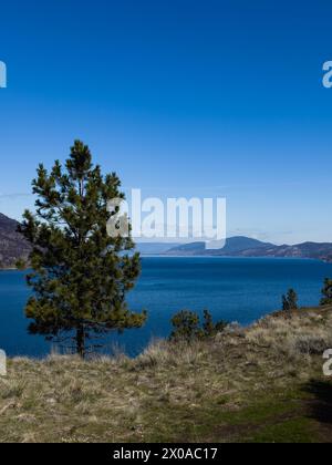 Pin sur une colline avec bleu lac Okanagan ci-dessous au loin et ciel bleu Banque D'Images