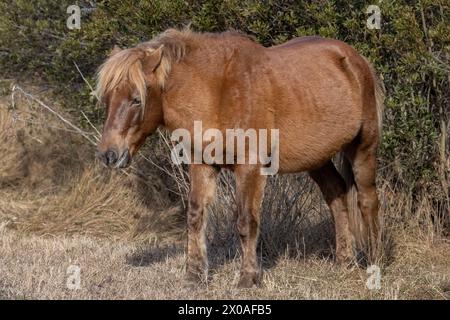 L'un des célèbres poneys sauvages, Assateague Island National Seashore, Maryland Banque D'Images