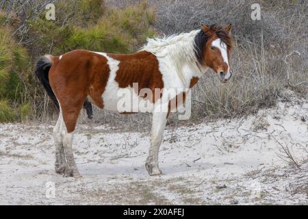 L'un des célèbres poneys sauvages, Assateague Island National Seashore, Maryland Banque D'Images