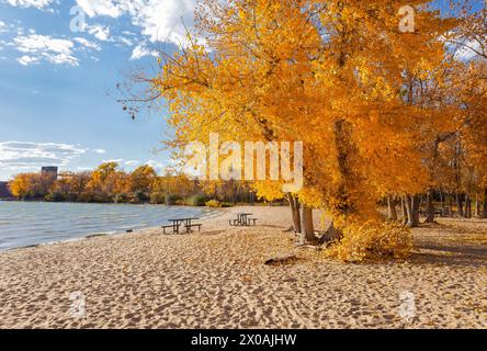 Un arbre doré se trouve le long d'une étendue de plage avec quelques tables de pique-nique lors d'une journée ensoleillée d'automne dans le Colorado au parc d'État de Cherry Creek. Banque D'Images