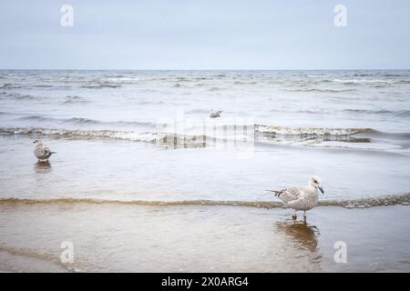 Photo d'une jeune goéland hareng debout à Jurmala, lettonie. Le goéland hareng européen (Larus argentatus) est un goéland de grande taille, mesurant jusqu'à 66 cm de long. L'un des th Banque D'Images