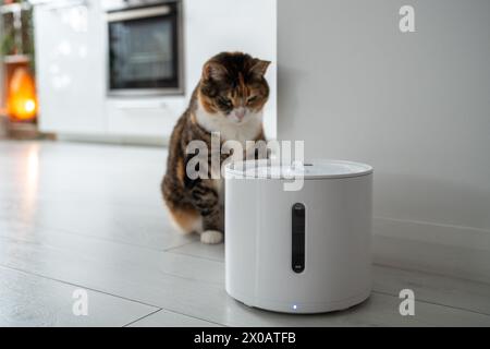 Le chat curieux regarde la fontaine à boire intelligente que les propriétaires lui ont acheté pour prévenir les maladies des voies urinaires Banque D'Images