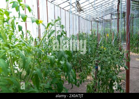 Tomates vertes dans la serre du jardin à la maison. Concept de légumes biologiques cultivés localement. Récolte de campagne Banque D'Images