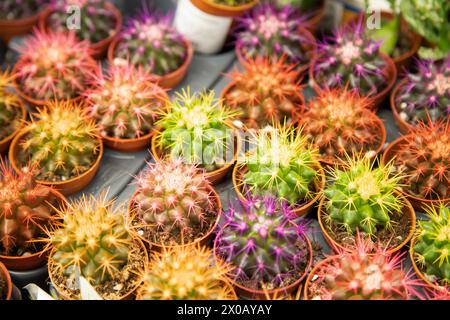 Entreprise de jardinage vert pour le marché des plantes d'intérieur. Petits cactus décoratifs dans des petits pots. Banque D'Images