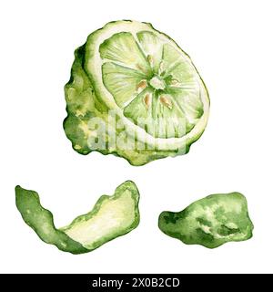 Illustration de pelure de bergamote aquarelle isolée sur blanc. Ensemble de tranche de fruit bergamote dessiné à la main. Demi-agrumes de l'oranger de Séville. Élément de conception pour Banque D'Images