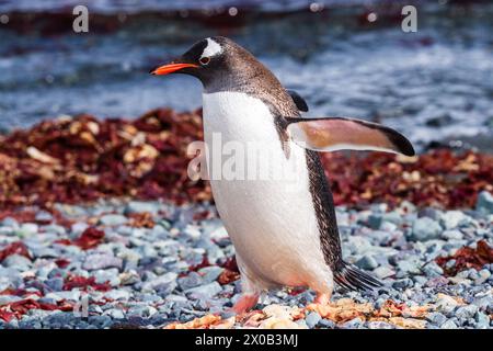 Gros plan d'un manchot Gentoo -Pygoscelis papua- debout sur la rive rocheuse de l'île Trinity, sur la péninsule Antarctique Banque D'Images