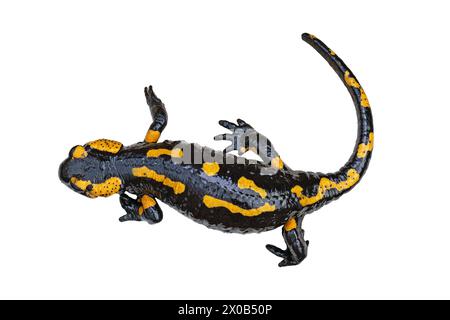 Salamandre de feu isolée sur fond blanc (Salamandra salamandra) Banque D'Images