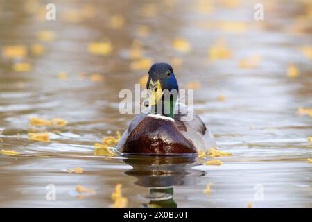 Mallard drake dans une belle lumière de coucher de soleil (Anas platyrhynchos) Banque D'Images