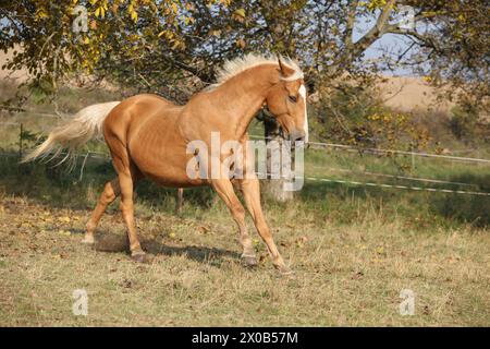 Beau cheval palomino courant sur pâturage en automne Banque D'Images