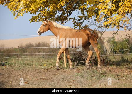 Beau cheval palomino courant sur pâturage en automne Banque D'Images