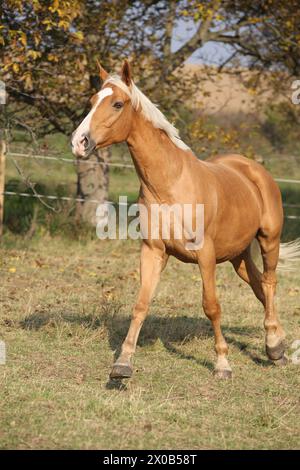 Beau cheval palomino courant sur pâturage en automne Banque D'Images