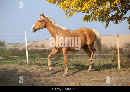 Beau cheval palomino courant sur pâturage en automne Banque D'Images