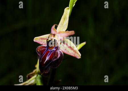 Fleur colorée de l'orchidée chypriote sombre (Ophrys morio), Chypre Banque D'Images