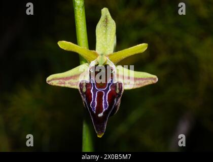 Orchidée chypriote sombre (Ophrys morio) en fleur, Chypre Banque D'Images