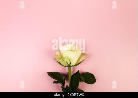 Vue de dessus de rose blanche sur fond rose. Une tulipe à plat. Copier l'espace. Banque D'Images