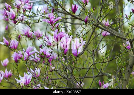 Floraison, fleur de magnolia fraîche et rose. Un autre bourgeon sur les branches du buisson. La nature prend vie au printemps. Arrière-plan naturel et flou. Beautifu Banque D'Images